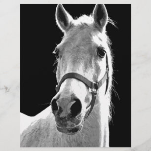 Cavalo Branco Negro Fechado na Noite