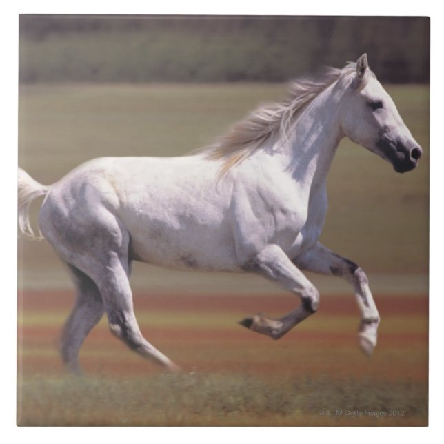 Cavalo branco que funciona no campo (Frente)