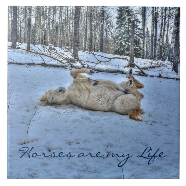 Cavalo Branco Rolando na neve do inverno (Frente)