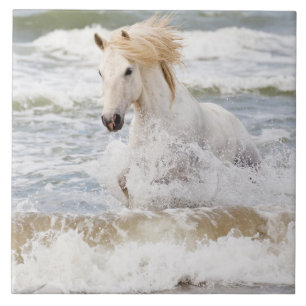 Cavalo Camargue nas Ondas