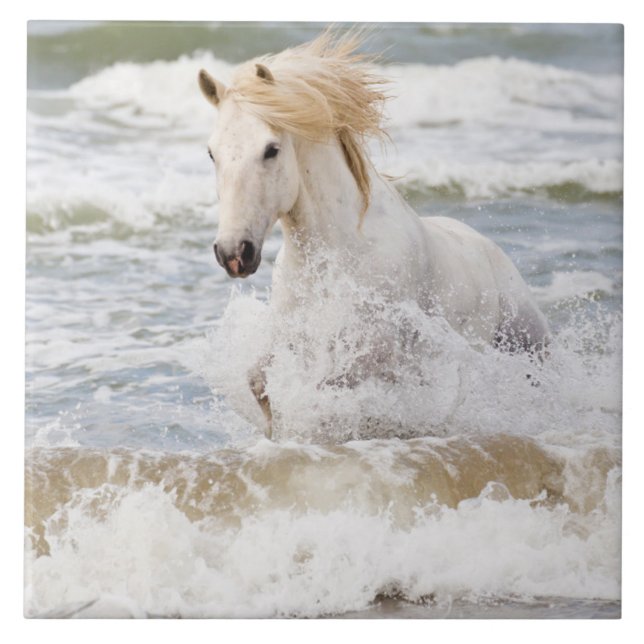 Cavalo Camargue nas Ondas (Frente)