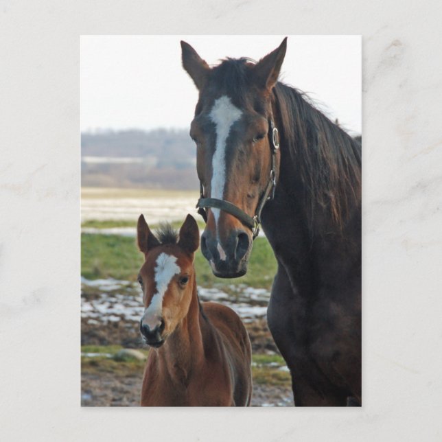 Cavalo com cartão postal (Frente)