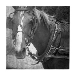 Cavalo com erros no cargo engatando