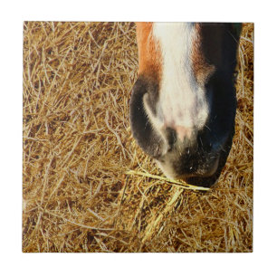 Cavalo Comendo Hay