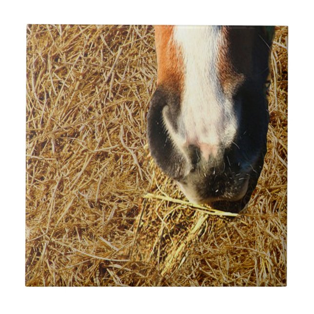 Cavalo Comendo Hay (Frente)