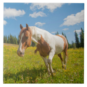 Cavalo Curioso em uma Campina Alpina no Verão