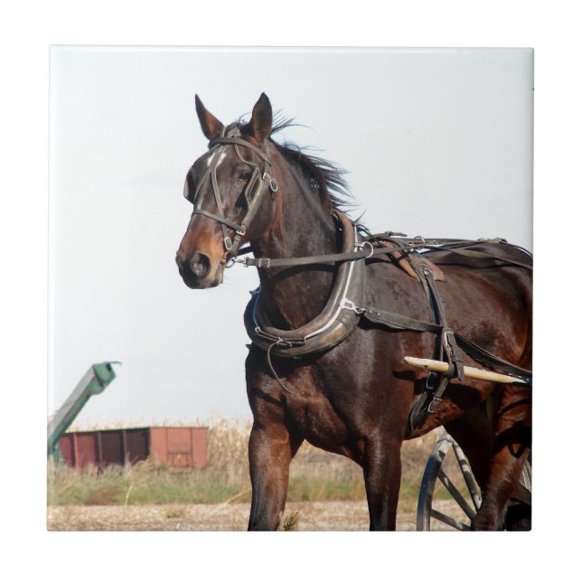 Cavalo de Amish Rural e Buggy (Frente)