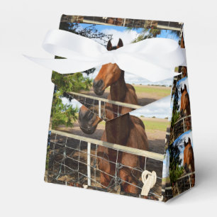 Cavalo de Baía de Brown, Caixa de Favor do Presen
