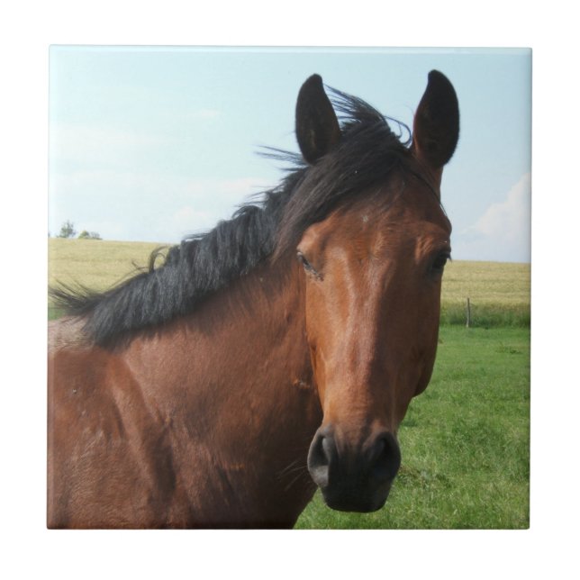 Cavalo de Baía na Pastura (Frente)