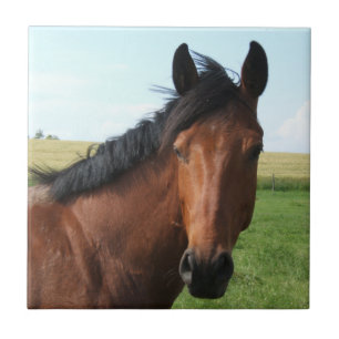 Cavalo de Bay em Pasture