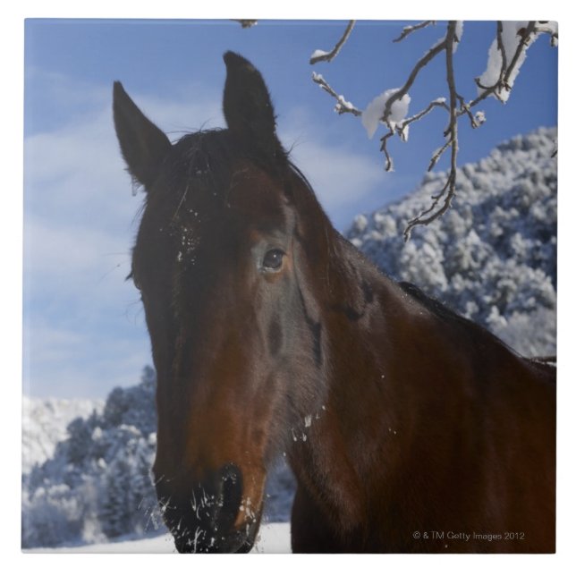 Cavalo de Brown no inverno (Frente)