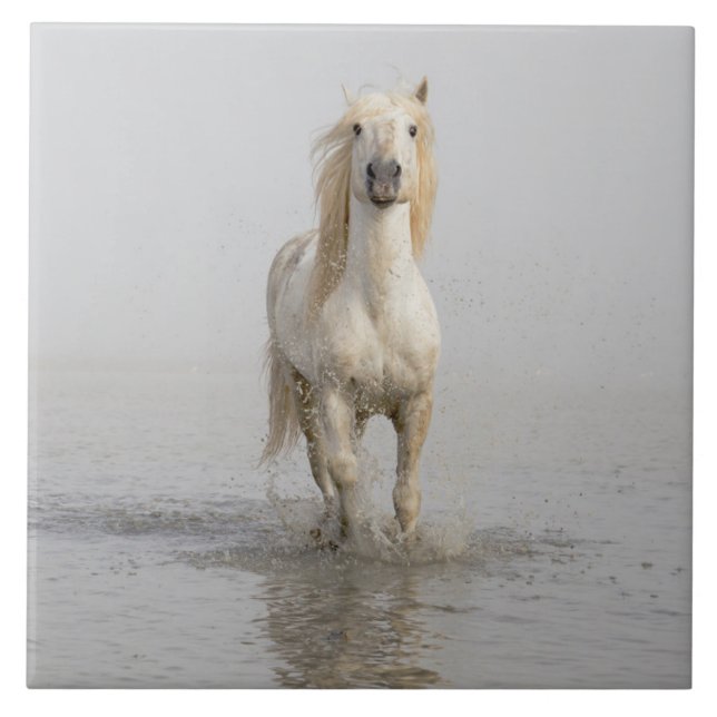 Cavalo de Camargue Correndo na Água (Frente)