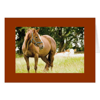 Cavalo de corrida no cartão de campo