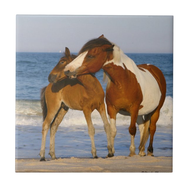 Cavalo de Praia Sunset (Frente)