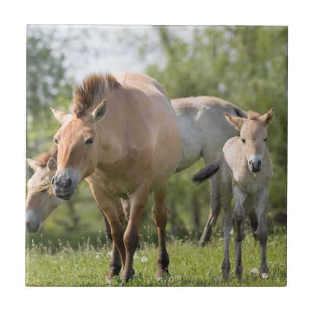 Cavalo de Przewalski e caminhada de galos (Frente)
