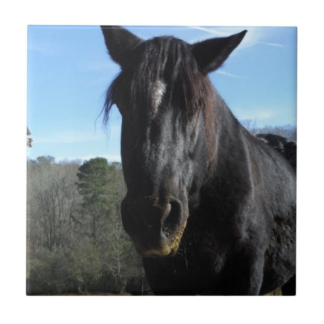 Cavalo de Rascunho Negro Resgatado (Frente)