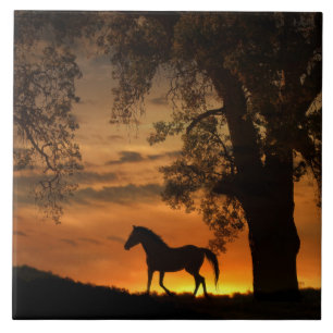 Cavalo de Trote bonito no nascer do Sol