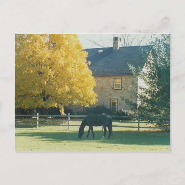 Cavalo do País - cartão postal (Frente)