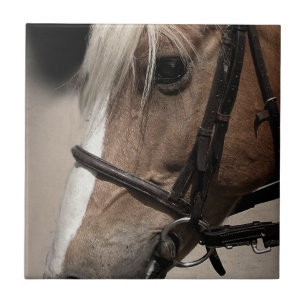 Cavalo do Palomino no freio