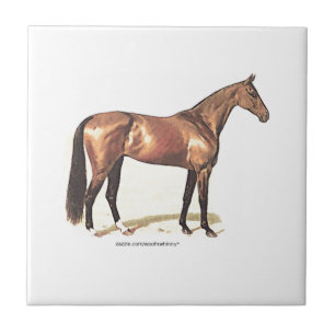 Cavalo do puro-sangue
