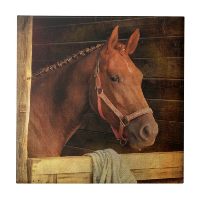 Cavalo do puro-sangue (Frente)