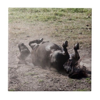 Cavalo do rolamento
