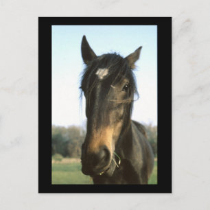 Cavalo, Dunwich, Inglaterra - Cartão postal