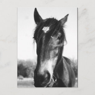 Cavalo, Dunwich, Inglaterra - Cartão postal