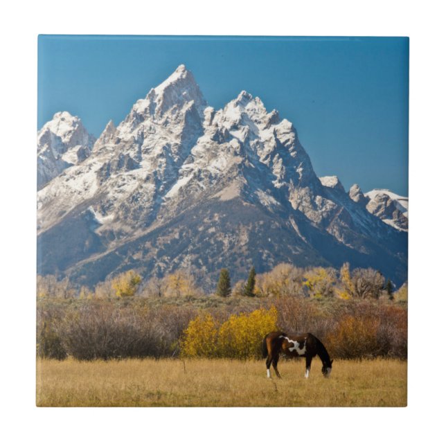 Cavalo e Grand Tetons, Moose Head Ranch (Frente)