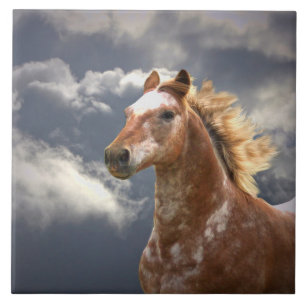 Cavalo e Nuvens Appaloosa