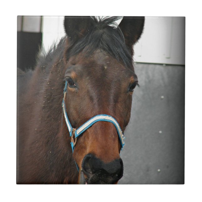 cavalo feliz (Frente)