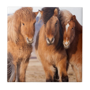 Cavalo islandês durante o inverno