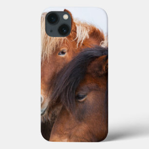 Cavalo islandês durante o inverno em Islândia 3