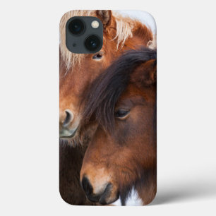 Cavalo Islandês durante o inverno na Islândia