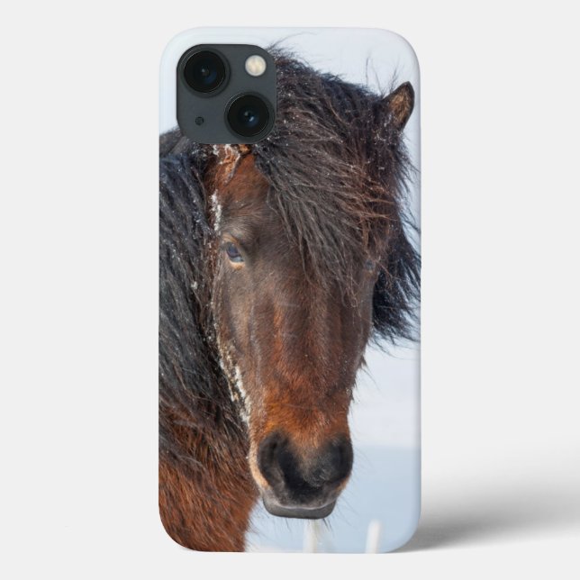 Cavalo islandês real tiro de cabeça (Verso)