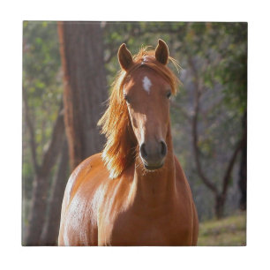 Cavalo Marrom à luz do sol