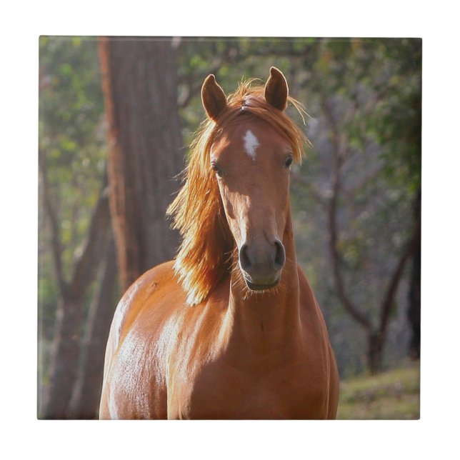 Cavalo Marrom à luz do sol (Frente)