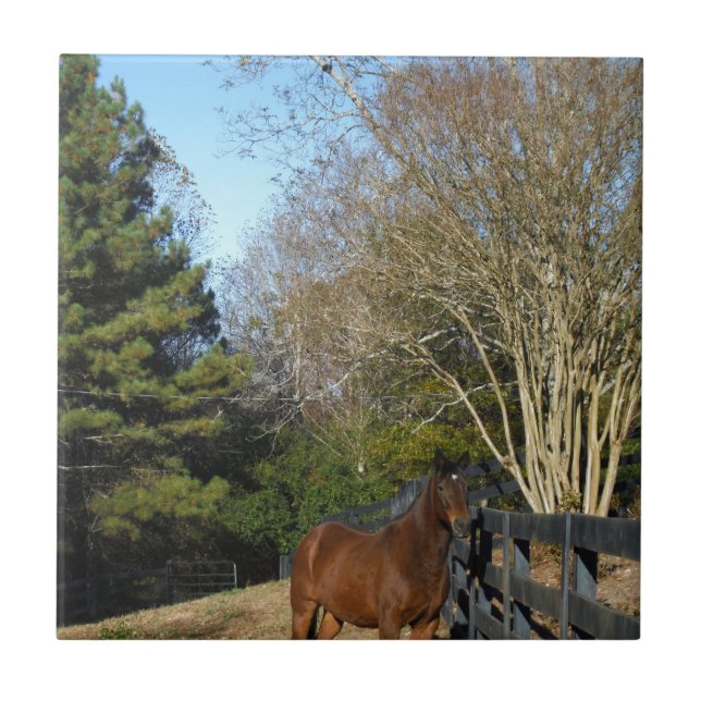 Cavalo Marrom Contra uma Cerca (Frente)