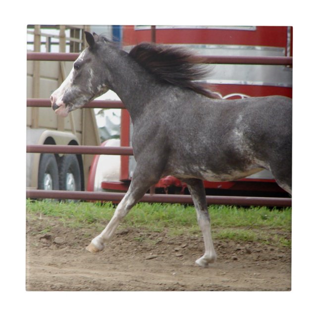 Cavalo Miniatura na Classe Liberdade (Frente)