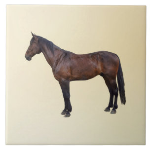 Cavalo Morgan de Perfil