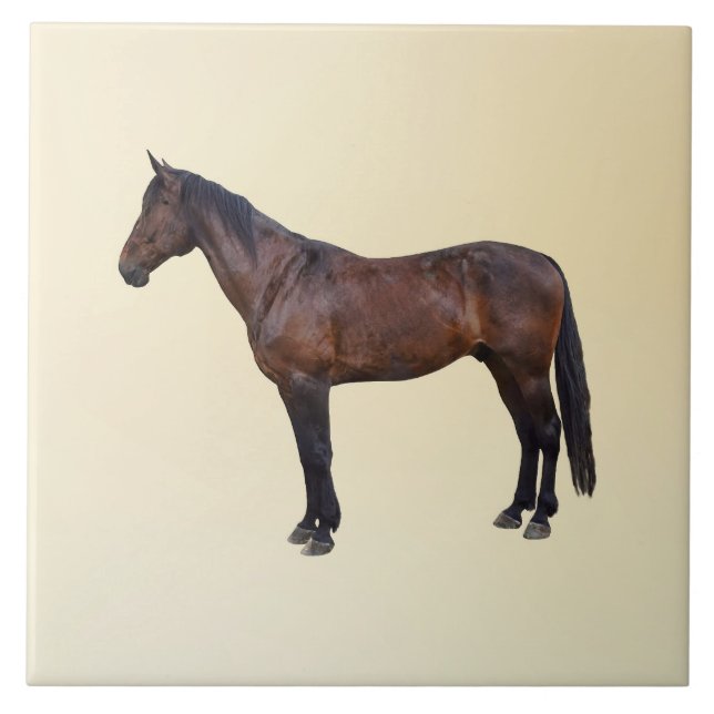 Cavalo Morgan de Perfil (Frente)