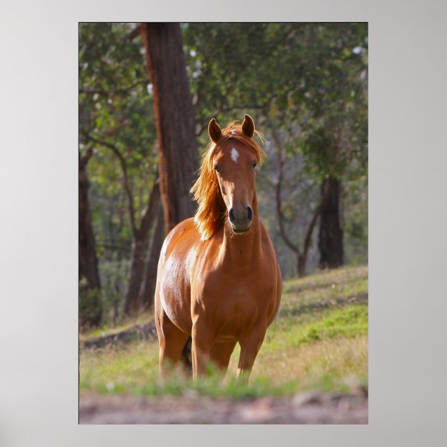 cavalo na floresta poster DE 8,99 (Frente)