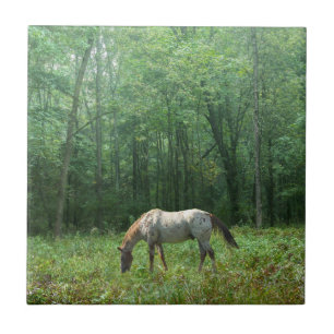 Cavalo no prado