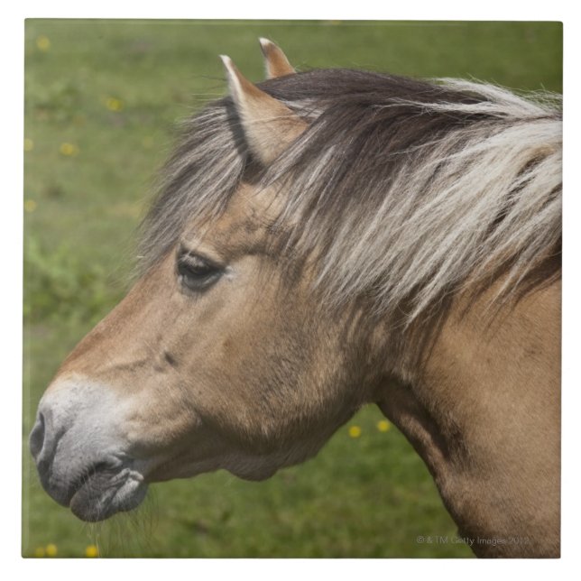 Cavalo norueguês do fiorde (Frente)