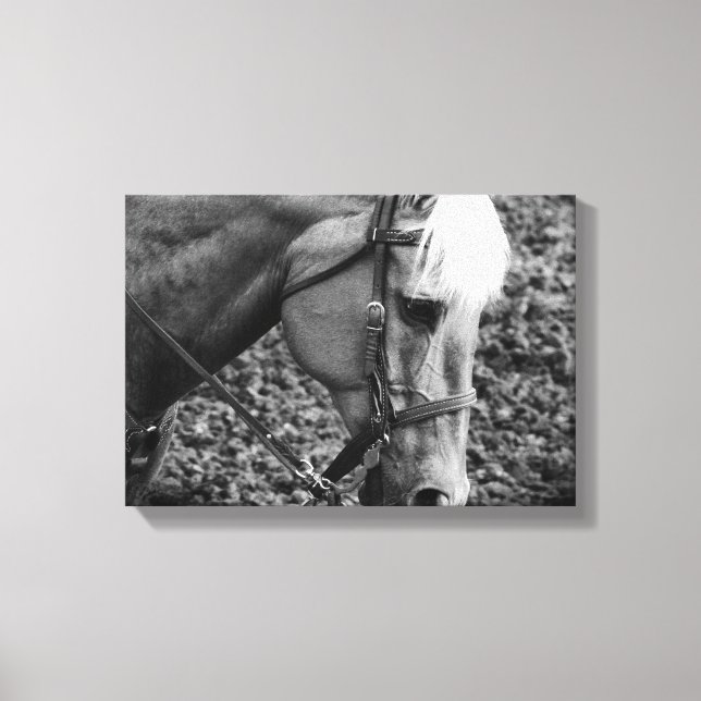 Cavalo Palomino Ocidental em Sepia Canvas Print (Frente)