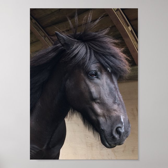 Cavalo Pequeno Viking - Poster Nobre (Frente)