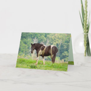 Cavalo Pintado Americano num Cartão de Saudação de