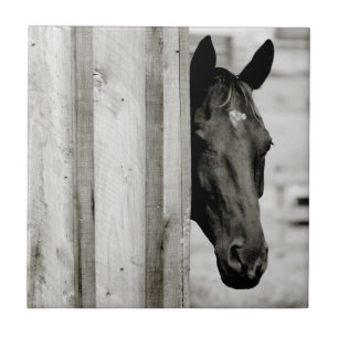 Cavalo Preto Curioso