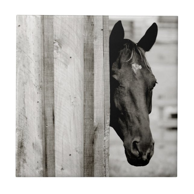 Cavalo Preto Curioso (Frente)