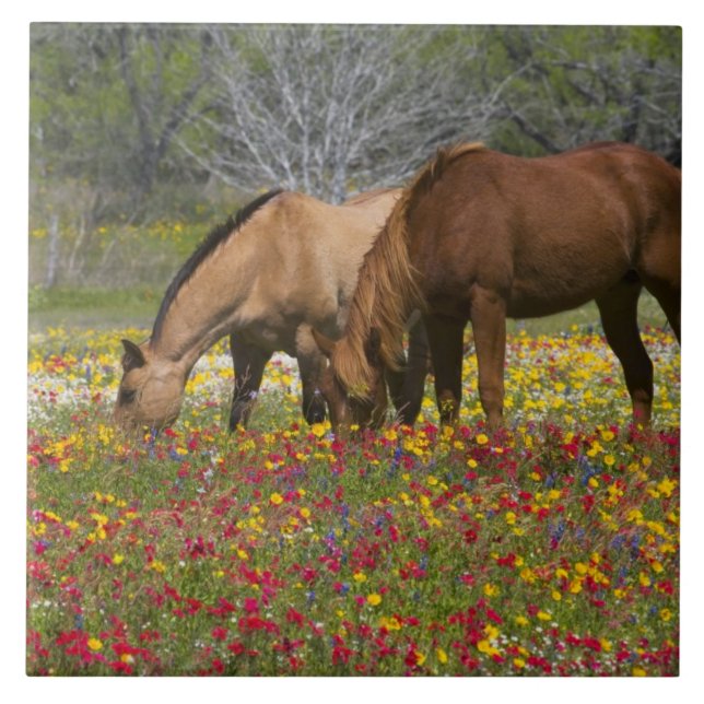 Cavalo Quarto de Milha em campo de flores silvestr (Frente)